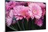 Pink Gerbera Daisies 2-Erin Berzel-Mounted Photographic Print