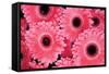 Pink Gerbera Daisies 3-Erin Berzel-Framed Stretched Canvas