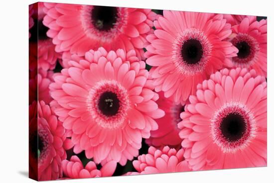 Pink Gerbera Daisies 3-Erin Berzel-Stretched Canvas