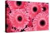 Pink Gerbera Daisies 3-Erin Berzel-Stretched Canvas