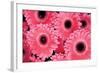 Pink Gerbera Daisies 3-Erin Berzel-Framed Photographic Print