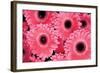 Pink Gerbera Daisies 3-Erin Berzel-Framed Photographic Print