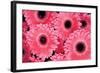 Pink Gerbera Daisies 3-Erin Berzel-Framed Photographic Print