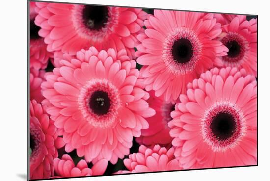 Pink Gerbera Daisies 3-Erin Berzel-Mounted Photographic Print