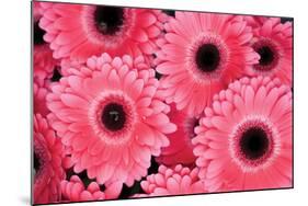 Pink Gerbera Daisies 3-Erin Berzel-Mounted Photographic Print