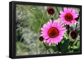 Pink Gerbera Daisies-null-Framed Poster