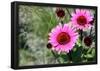 Pink Gerbera Daisies-null-Framed Poster