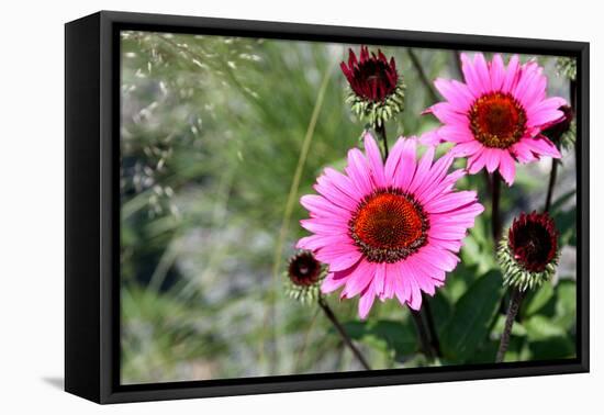 Pink Gerbera Daisies-null-Framed Stretched Canvas
