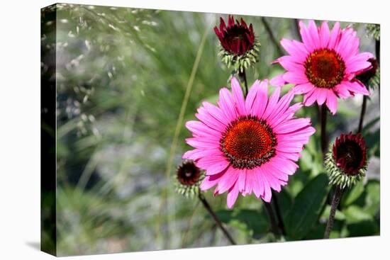 Pink Gerbera Daisies-null-Stretched Canvas