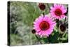 Pink Gerbera Daisies-null-Stretched Canvas