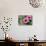 Pink Gerbera Daisies-null-Stretched Canvas displayed on a wall