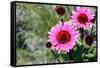 Pink Gerbera Daisies-null-Framed Stretched Canvas