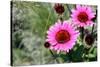 Pink Gerbera Daisies-null-Stretched Canvas