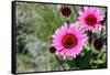 Pink Gerbera Daisies-null-Framed Stretched Canvas