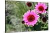 Pink Gerbera Daisies-null-Stretched Canvas