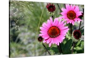 Pink Gerbera Daisies-null-Stretched Canvas