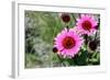 Pink Gerbera Daisies-null-Framed Photo