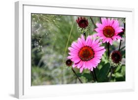 Pink Gerbera Daisies-null-Framed Photo