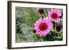 Pink Gerbera Daisies-null-Framed Photo