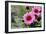 Pink Gerbera Daisies-null-Framed Photo