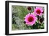 Pink Gerbera Daisies-null-Framed Photo