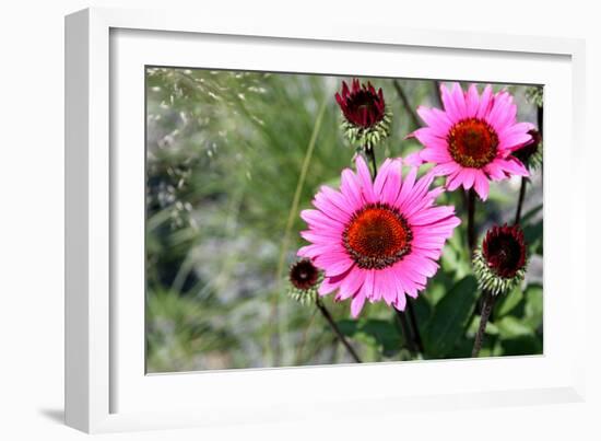 Pink Gerbera Daisies-null-Framed Photo