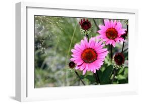 Pink Gerbera Daisies-null-Framed Photo