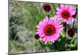 Pink Gerbera Daisies-null-Mounted Photo