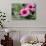 Pink Gerbera Daisies-null-Photo displayed on a wall