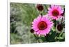 Pink Gerbera Daisies-null-Framed Photo