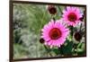 Pink Gerbera Daisies-null-Framed Photo