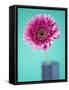 Pink Gerbera Daisy-Clive Nichols-Framed Stretched Canvas