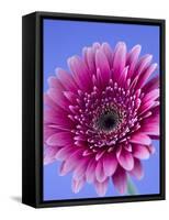 Pink Gerbera Daisy-Clive Nichols-Framed Stretched Canvas