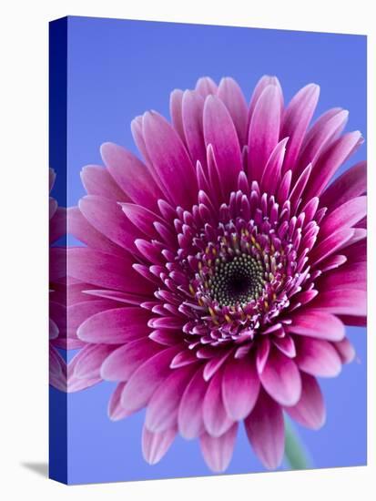 Pink Gerbera Daisy-Clive Nichols-Stretched Canvas