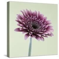 Pink Gerbera Daisy-Clive Nichols-Stretched Canvas