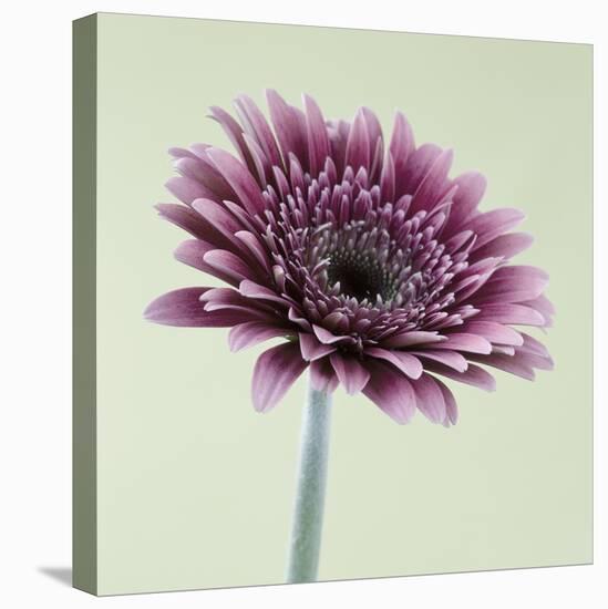 Pink Gerbera Daisy-Clive Nichols-Stretched Canvas