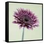 Pink Gerbera Daisy-Clive Nichols-Framed Stretched Canvas
