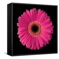 Pink Gerbera Daisy-Jim Christensen-Framed Stretched Canvas