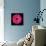 Pink Gerbera Daisy-Jim Christensen-Framed Stretched Canvas displayed on a wall