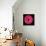 Pink Gerbera Daisy-Jim Christensen-Framed Stretched Canvas displayed on a wall