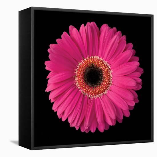 Pink Gerbera Daisy-Jim Christensen-Framed Stretched Canvas