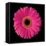 Pink Gerbera Daisy-Jim Christensen-Framed Stretched Canvas