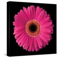 Pink Gerbera Daisy-Jim Christensen-Stretched Canvas