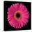 Pink Gerbera Daisy-Jim Christensen-Stretched Canvas