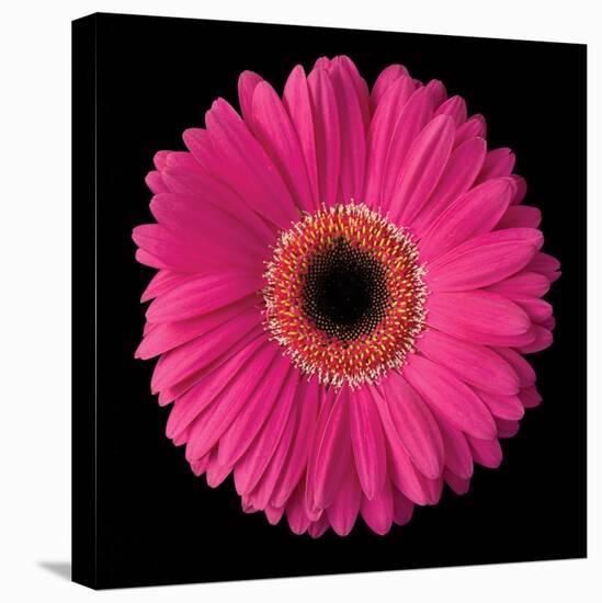 Pink Gerbera Daisy-Jim Christensen-Stretched Canvas