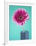 Pink Gerbera Daisy-Clive Nichols-Framed Photographic Print