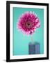 Pink Gerbera Daisy-Clive Nichols-Framed Photographic Print