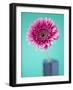 Pink Gerbera Daisy-Clive Nichols-Framed Photographic Print