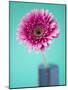 Pink Gerbera Daisy-Clive Nichols-Mounted Photographic Print