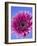 Pink Gerbera Daisy-Clive Nichols-Framed Photographic Print